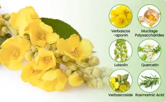 🫁Botanical
Mullein Lung Cleanse Diffuser(👨⚕️Directly acts on COPD, asthma, chronic bronchitis (CB), respiratory infections, lung cancer, sinusitis, and other conditions)