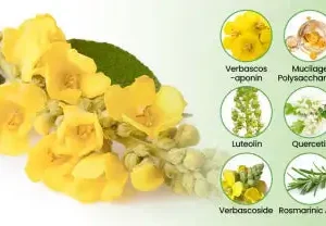 NEYEROS® Botanical Mullein Lung Cleanse Diffuser(Cough, Pharyngitis, shortness of breath, sputum, stuffy nose, bronchitis, bronchitis, allergy symptoms, lung discomfort✅)