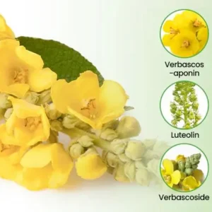 ❣️✅UK Owned and Operated|SEAGRIL® Botanical Mullein Lung Cleanse Diffuser (💝 Cough, wheezing, shortness of breath, sputum, stuffy nose, bronchitis, bronchitis, allergy symptoms, lung discomfort💝)